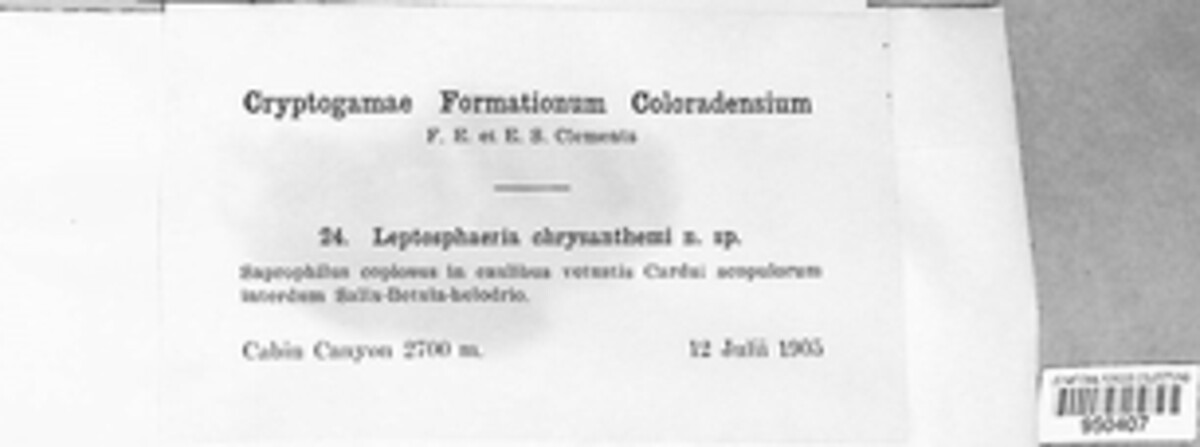 Leptosphaeria chrysanthemi image